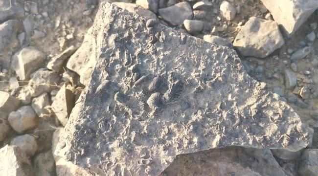 خلال نزهة.. سعودي يعثر على هذا الكنز الثمين في جازان!