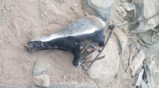 مواطنون يقتلون حيوان «غرير العسل» النادر في محافظة أبين