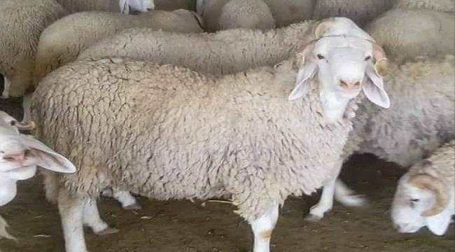 انهيار كبير لأضاحي العيد في تهامة..تعرف على سعرها شيء لا يصدق