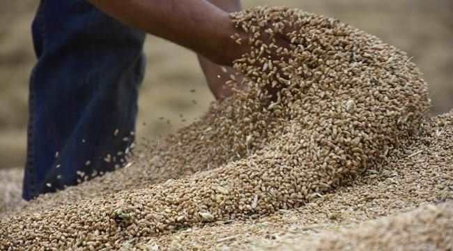 وزير التخطيط : مخزوننا من القمح يشارف على الانتهاء