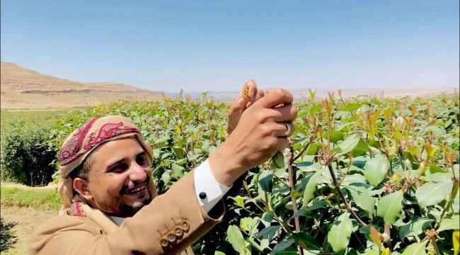 تحذير هام جداً من مزارعي القات لمتعاطيه 