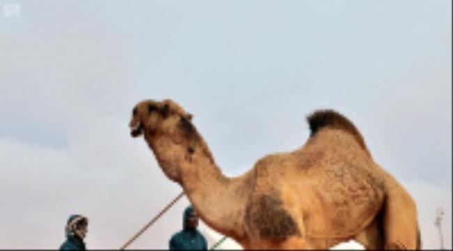 مرض غامض يقضي على الإبل بالسعودية 