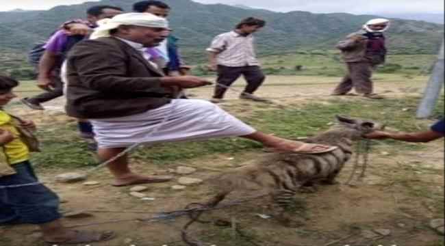 حيوان مفترس يلتهم مواطن في محافظة إب