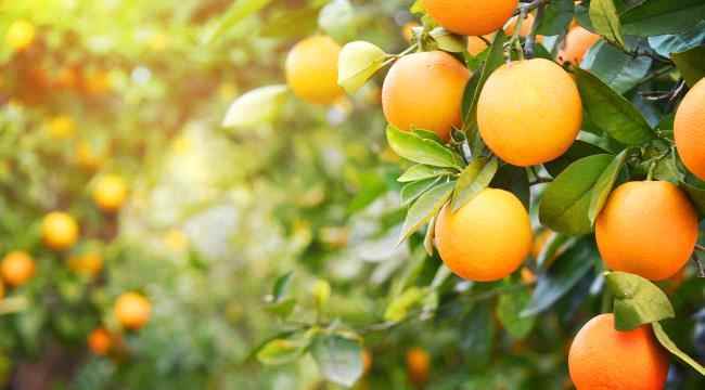 ما لا تعرفونه عن وباء التنين الأصفر.. محاصيل الحمضيات المتضرر الأكبر 