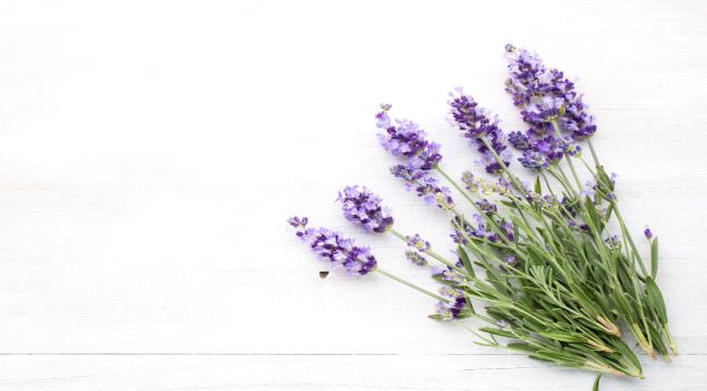 أعشاب وزيوت طبيعية للتخلص من الناموس في غرفة النوم