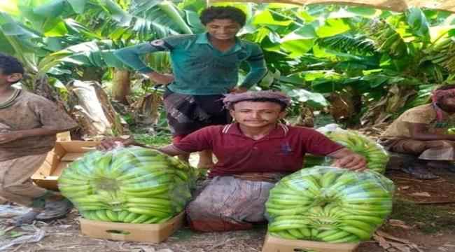 المجاعة تطرق أبواب اليمن.. الحوثيون يحاصرون المزارعين ويجرمون الموز