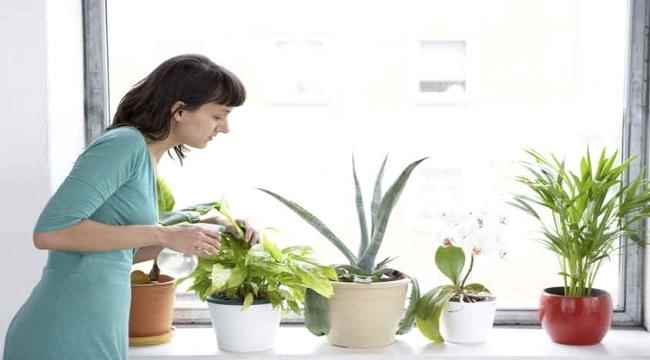 نصيحة اليوم: ضعي النباتات في المنزل