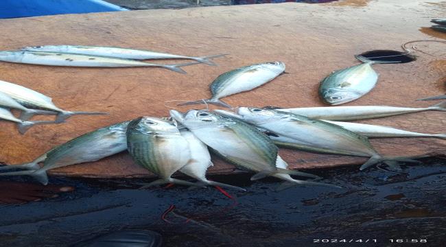 أسعار الاسماك بعدن