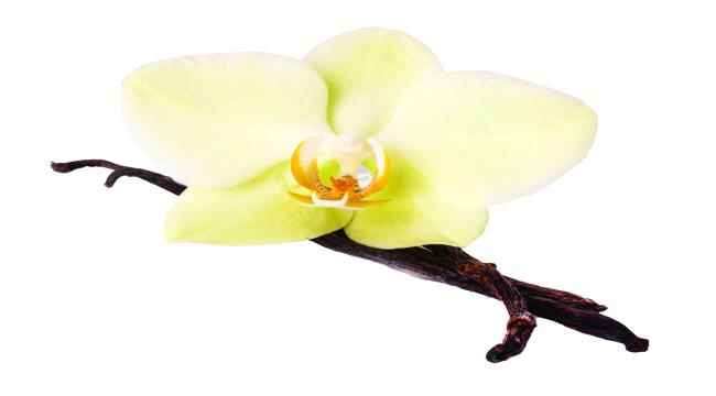 الفانيليا نجمة النفحات الدافئة COSY WINTER WITH Vanilla