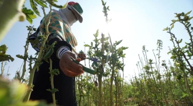 "الكمبوست".. ملاذ المزارعين اليمنيين للتصالح مع البيئة