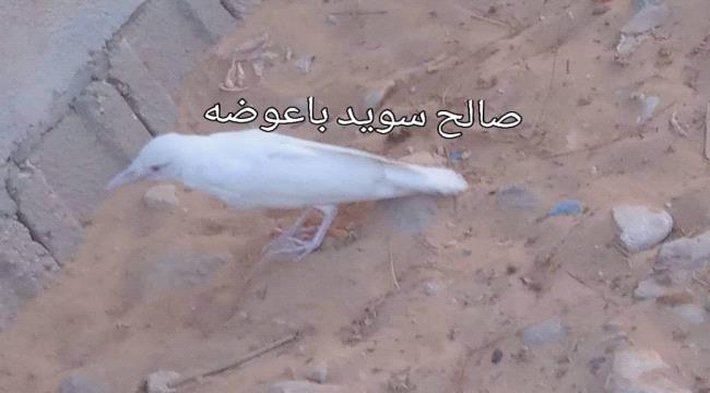 ظهور غراب أبيض في شبوة(صورة)