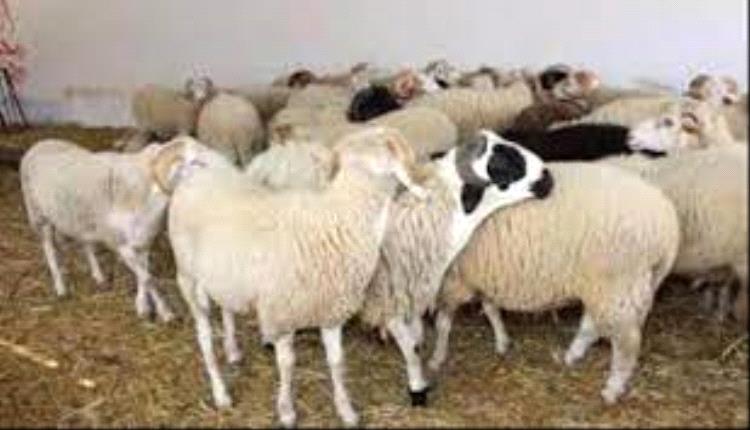 أسعار المواشي المحلية بعدن اليوم الأحد الموافق 11 مايو