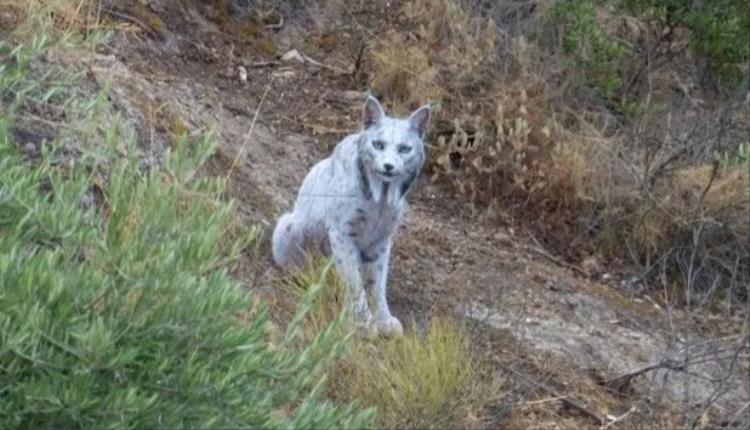 ظاهرة طبيعية فريدة: لوشق أبيض نادر يطل جنوب إسبانيا