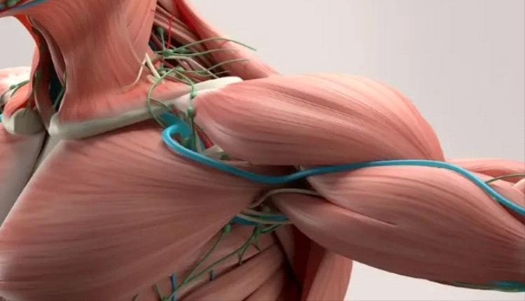 علماء يطوّرون عضلات اصطناعية توفر قوة وحركة مشابهة للعضلات البشرية