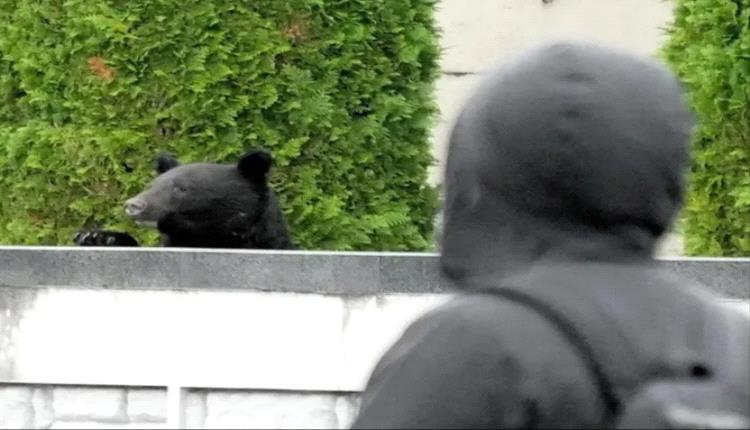 مواجهة غير تقليدية… اليابان تستعين بالمسيرات النابحة ضد الدببة القاتلة