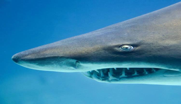 عقب ظهور سمكة قرش ضخمة .. تحذيرات من السباحة في بحر البريقة بعدن