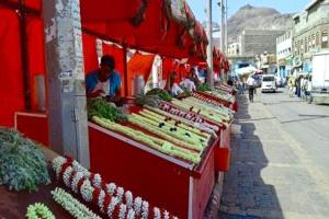 أفراح وأرزاق.. «فُل لحج» محصول يُعيل آلاف العائلات اليمنية