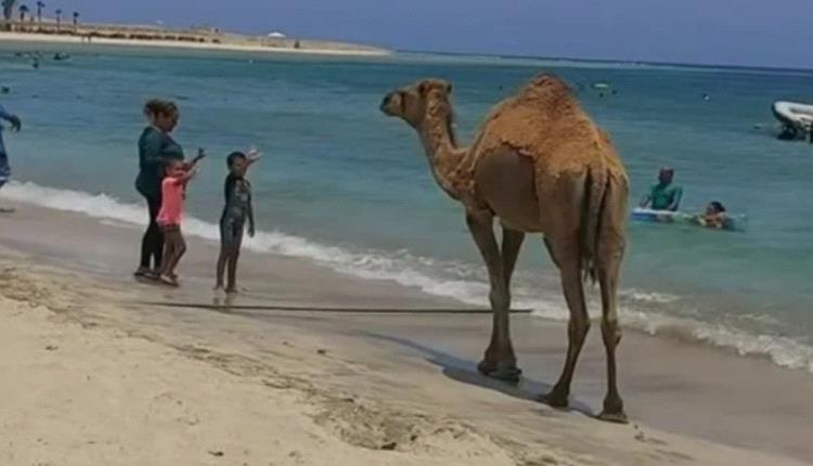 جمل هائج يقتحم الشاطىء في الغردقة بمصر.. فما القصة؟