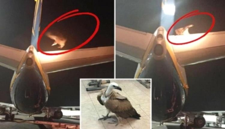 نسر عملاق يمنع طائرة من الإقلاع لمدة ساعات في اليونان