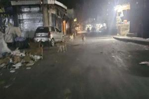 صادم .. الكلاب الضالة تختطف هذه المدينة وتمنع الناس من الصلاة!