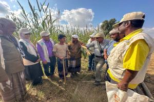 محطة أبحاث الكود الزراعية تدشن اليوم الحقل لمنتجي محاصيل الحبوب بأبين