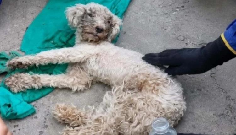 كلب ينجو بأعجوبة من زلزالَي فنزويلا بعد بقائه شهر تحت الأنقاض