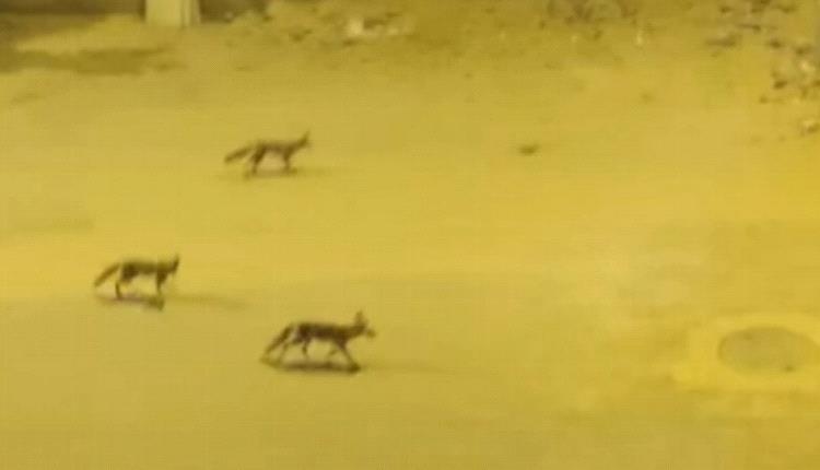 فيديو يثير الذعر في مصر.. ظهور مجموعات من الثعالب داخل منطقة سكنية يشعل جدل السوشيال ميديا