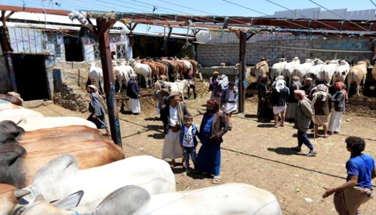 عيد الأضحى في اليمن.. الذبائح حائرة بين نار الأسعار وغياب الرقابة