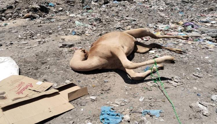 نزولات مكثفة لإدارة صحة البيئة بعتق لمراقبة الحيوانات المعدة للذبح