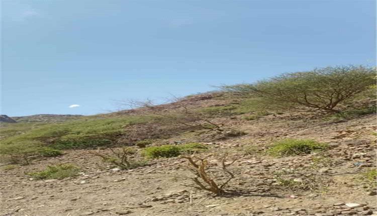 إنجاز ميداني جديد: القوات الجنوبية تحكم سيطرتها الكاملة على جبل المنصورة