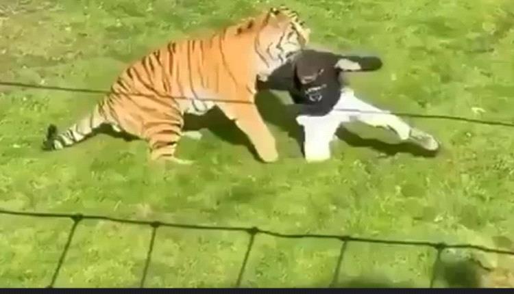 نمر يقتل رجلاً داخل متنزه في بريطانيا