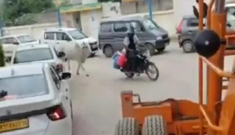 بقرة تتصدر الترند بعد مطاردة بائع حليب بأقصى سرعة