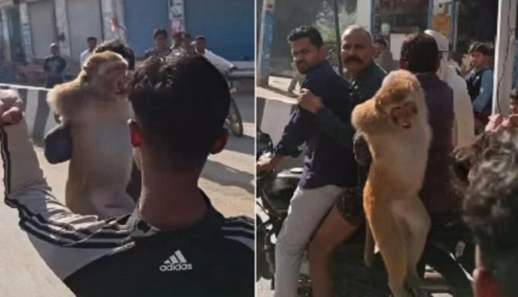 الإمساك بقرد أثار الذعر في الهند بعد مطاردة استمرت 10 أيام