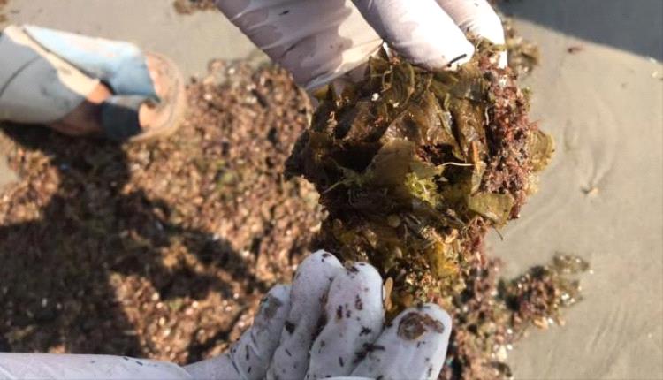 مادة مجهولة تجرفها الأمواج إلى سواحل المكلا