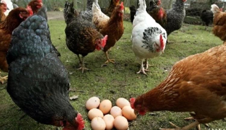 أيهما جاء أولًا؟.. العلم يضع نهاية للغز الدجاجة والبيضة