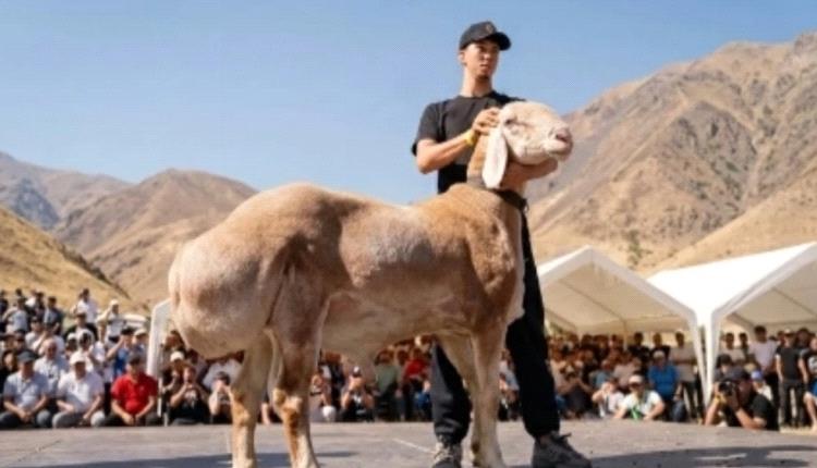 بيع كبش «أراشان» بمليون دولار يهز أسواق آسيا الوسطى