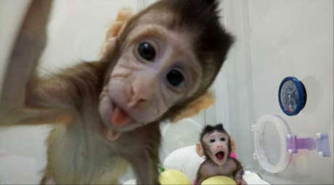نجاح أول عملية استنساخ قردين في العالم