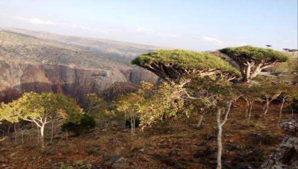 سقطرى نهضة تنموية شاملة تدحض الحملات الاعلامية الممولة